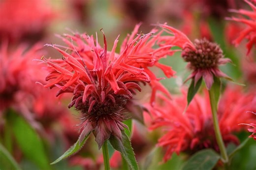 Dwarf Bee Balm 'fireball' Live Plant Monarda Didyma Perennial Garden Planting - Etsy