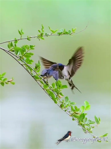 家燕 Barn Swallow #birds #birdingparadise #nature #wildlife #4k #birdsounds#birdswatching #barnswallow