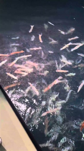 Squid Swarm the Boat Lights at Night (Offshore Canyons)