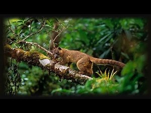 Olingo species and the life of these raccoons