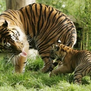 4.4K shares · 815 comments | Sumatran tiger habitat is being systematically destroyed by the corporate greed of PepsiCo's palm oil supply chain — and PepsiCo seemingly doesn't care if this species is pushed to extinction. Help us apply public pressure on PepsiCo CEO Indra Nooyi. Sign now! | Rainforest Action Network - RAN | Facebook