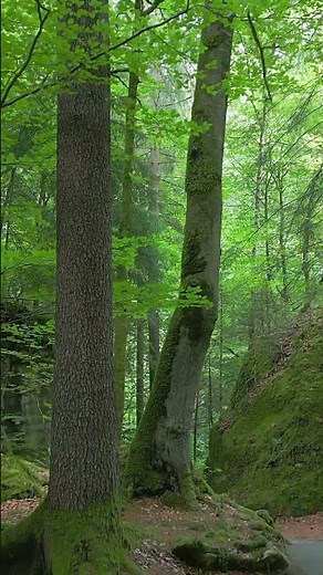 Serene Green Forest With Mossy Rocks | Relaxing Nature Ambience & Peaceful Scenery 4K 2025