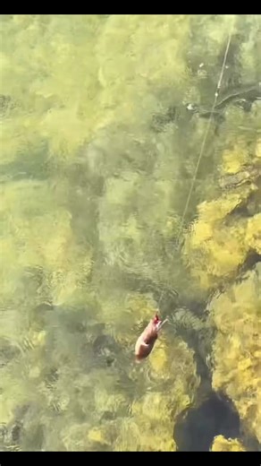 Fishing a cuttlefish easy way . #ocean #cuttlefish #fishinglife | Lyda