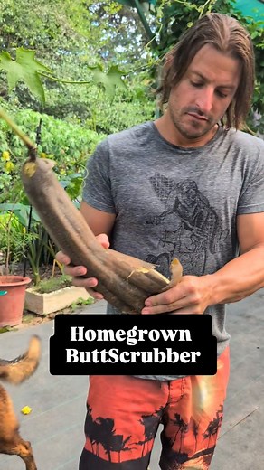 Peeling and and harvesting #loofah sponges. #survivalgardener | Survival Gardener