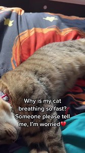 Why is my cat breathing fast? Symptoms and causes explained
