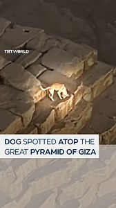 Man spots a dog wandering on the summit of the Great Pyramid of Giza while paragliding in Egypt on October 14. | TRT World