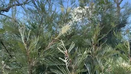Grevillea Moonlight 01