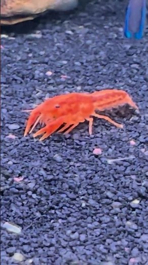 HOLA! My Dwarf Mexican Crayfish #aquarium #fishtank #tropicalfish #cincodemayo