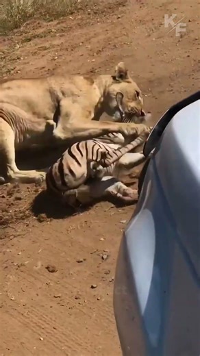 Young Zebra Separated From Mother Attacked by Lioness
