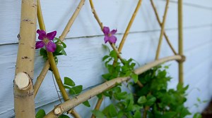 Here's the full version of the DIY Willow Branch Trellis video that we posted yesterday! The design possibilities are endless! 󾌰󾁎󾮗 | Garden Answer