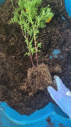 Separating Plants to make more.