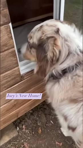 30K views · 928 reactions | The ULTIMATE Dog House #reels #fyp #doghouse #puppy #pet #diy #woodwork | White House on the Hill | Facebook