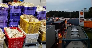 3,500 chickens suffocate to death in a lorry stuck at Tuas Second Link for 18 hours