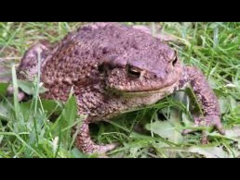 Unique in Europe: European Toad 🐸