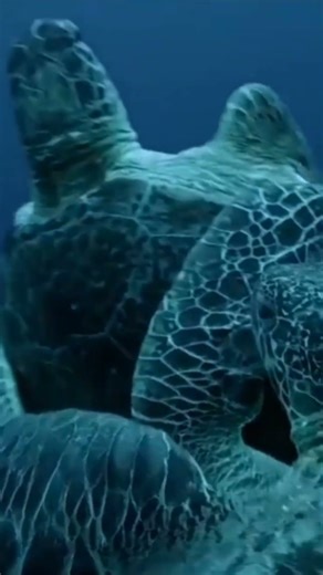 Вы не поверите, как ведут себя морские черепахи»