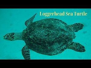 🌍 Loggerhead Sea Turtle Facts You NEED to Know! 🐢🌊