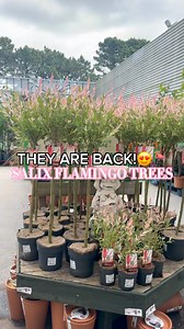 3.9K reactions · 207 shares | 囹 It’s FLAMINGO TIME! 囹 That’s right…last year’s SELL-OUT 60cm Salix Flamingo Trees are BACK in stock & at the UNBEATABLE price of £14.99 each or 2 for £20!! 華  & LOOK at this year’s mini version - just £3.99 each or 3 for £10!  ️ Flock to stores before these fly away! 囹 Now available in ‘Garden Centres By @homebase_uk ’ within your local RANGE store today | The Range | Facebook