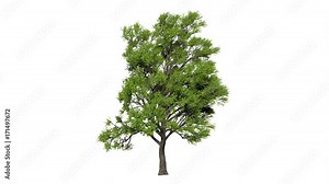 Looping 3D realistic tree isolated on white to be used for architecture visualization or motion graphics or any other video.