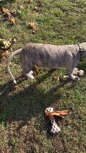 Grumpy digging up bones lol running around playing with bones and body parts lol | Lynn King