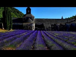 Die schönsten Eindrücke Lavendelfelder in der Provence Blüte Ernte Lavendel