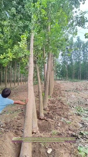 Il taglio del bosco: come ogni colpo di sega racconta un secolo di crescita