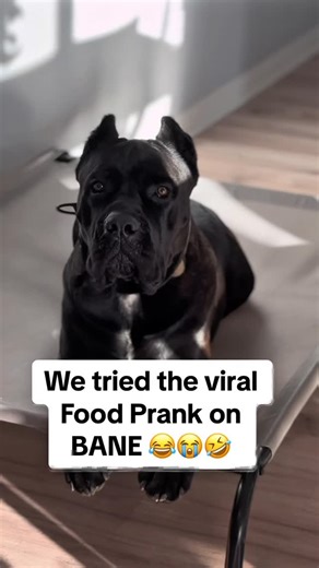 Big Bane | Cane Corso on Instagram: "He wasn’t trying to hear it 😩🤣🤣 #BigBane #Banethedog #Funnydogvideos #dogpranks"
