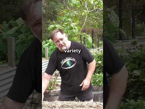 Fantastic garlic chives grow all year round