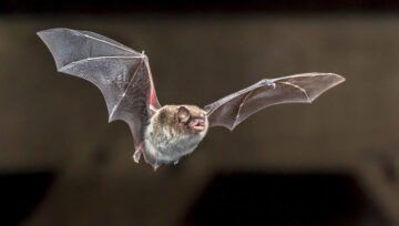 Native Bats Are Helping Curb the Spotted Lanternfly Population
