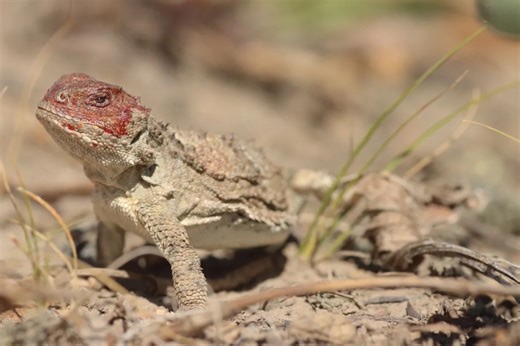 Record-high number of endangered blood-shooting lizards found in Alberta - The Weather Network