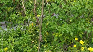 chilli Capsicum frutescens organics in the farm field mountain forest