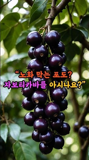 노화를 막는 포도 자보티카바를 아시나요? /#노화예방 #시니어건강 #건강정보 #젊어지는법 #면역력 #중장년건강 #다이어트과일 #슈퍼푸드 #자보티카바 #자보티카바효능