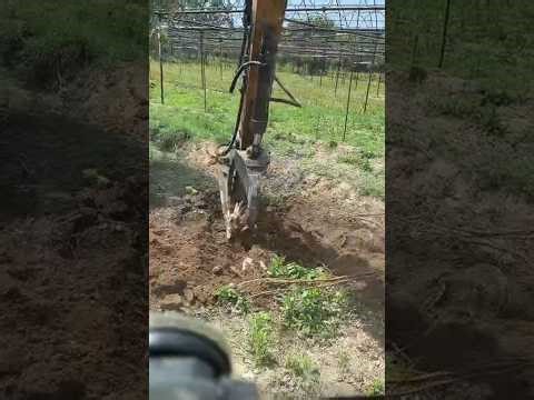 🔴🔴Live ,digging up tree roots🔴🔴