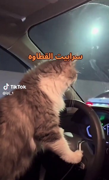 #مالي_خلق_احط_هاشتاقات🧢 #fypシ゚viral🖤tiktok #مالي_خلق_احط_هاشتاقات #viralvideo #Fyp #foryou #foryoupage #viral #cat #قطط #قط #الشعب_الصيني_ماله_حل😂😂