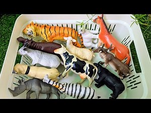 Farm or Zoo? These Animals Will Surprise You! | Fun Animal Facts for Kids