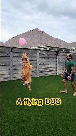 Dog Plays Volleyball with Dad #shorts
