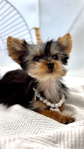 Meet Paris 💖 A 15-week-old Yorkie princess weighing just 2lbs 👑 Small enough for your purse, special enough to steal your heart 🫶 #yorkie #yorkiepuppy #teacupyorkie #teacupyorkies #teacuppuppy | Petland Bradenton