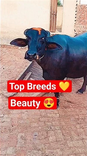 🐃 Nili Ravi Buffalo Ka Jalwa 🔥 #shorts #viral #trending #explore #youtubeshorts