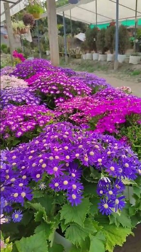 Pericallis × hybrida