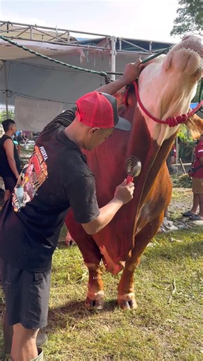The largest cow in Indonesia, Jagat Cow #cow #jumbocow #giantcow #largestcow