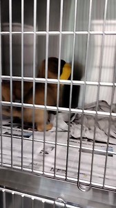 Rainbow Animal Rescue of North Carolina on Reels | Facebook