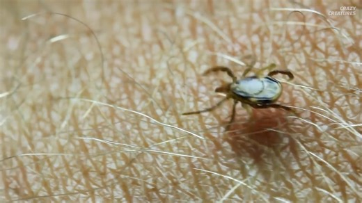 Parasites – what you need to know before it’s too late