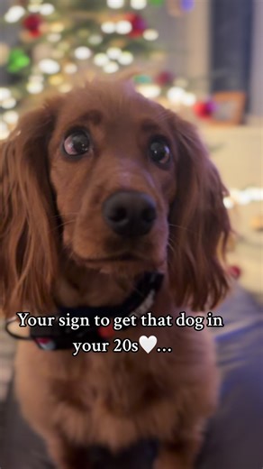Adopting a Cocker Spaniel in Your 20s: A Guide