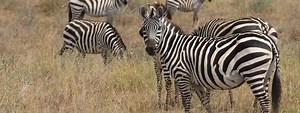 Zebra: Informații esențiale și curiozități | Wiki Animale