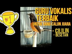 Masteran murai TERAMPUH yang di pakai semua burung juara
