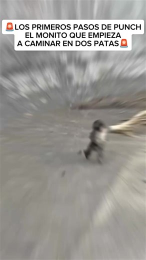 Punch: El Monito que Camina en Dos Patas