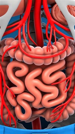 What Happens Inside Your Body When You Eat Sugar 3D Medical Animation