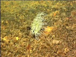 Anemone Catches Fish