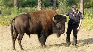 PHOTOS: Two bison captured by Spokane police after roaming through Underhill Park