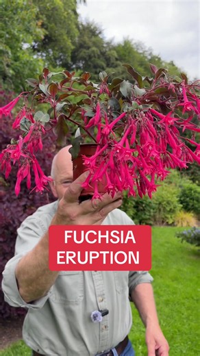 #add WEBSHOP https://pergolanurseries.ecwid.com Fuchsia “Eruption “ for pots ,baskets..flowers non stop until October. Available for delivery 🚚 WEBSHOP https://pergolanurseries.ecwid.com . Available in WEBSHOP https://pergolanurseries.ecwid.com ALL IRELAND DELIVERY 🚚 32 Counties Pergola Nurseries Garden Corner, Virginia, Co Cavan “A gardeners oasis of quality plants “ Open Tuesday to Saturday 10.3-5 Open Sundays 2-5 #fyp #grow #gardenideas #gardening