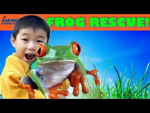 KIDS! 🐸Amazing FROG Rescue Adventure! | EDUCATIONAL KIDS NATURE SHOW🌿